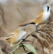 Bearded Reedling