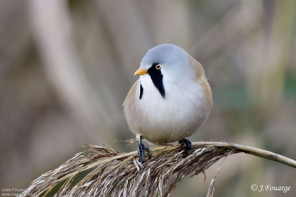 Bearded Reedling male adult, close-up portrait