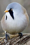 Bearded Reedling