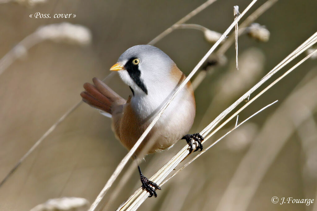 Bearded Reedling male