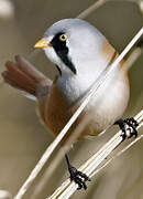 Bearded Reedling