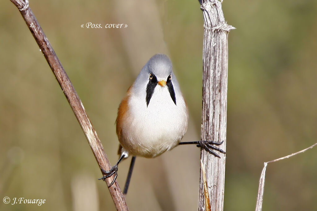 Bearded Reedling male