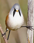 Bearded Reedling