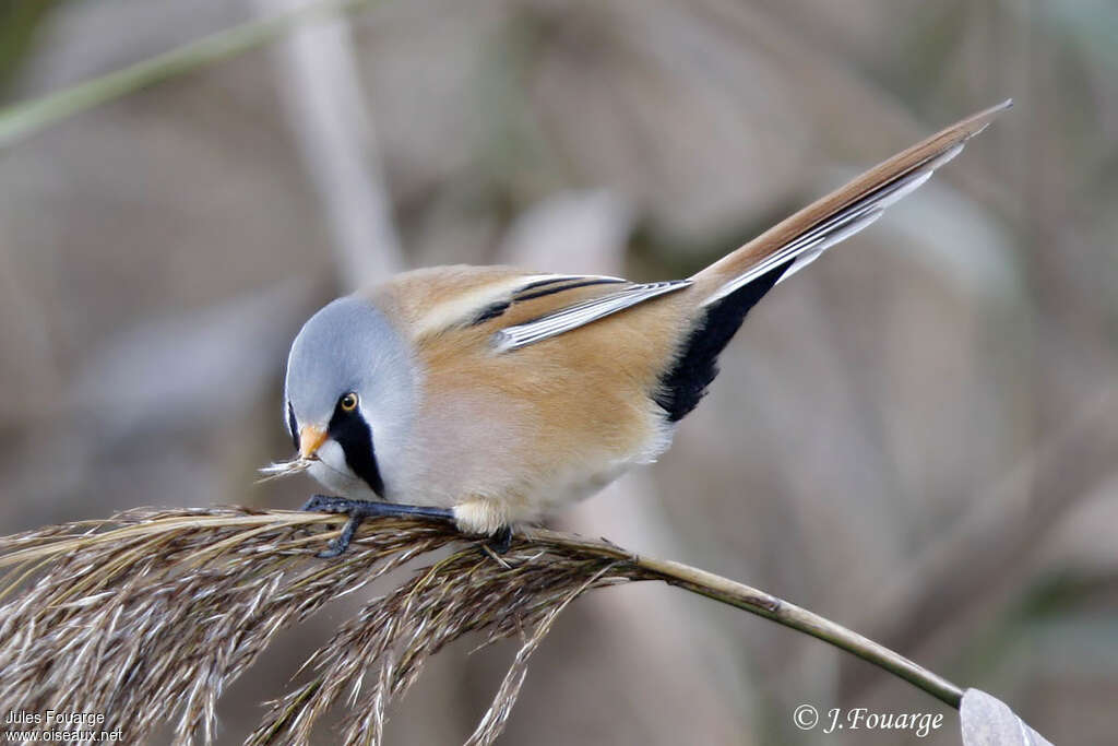 Bearded Reedling male adult, feeding habits, eats