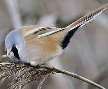 Bearded Reedling