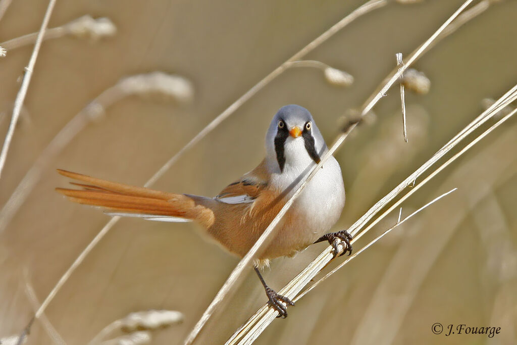 Bearded Reedling male