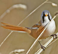 Bearded Reedling