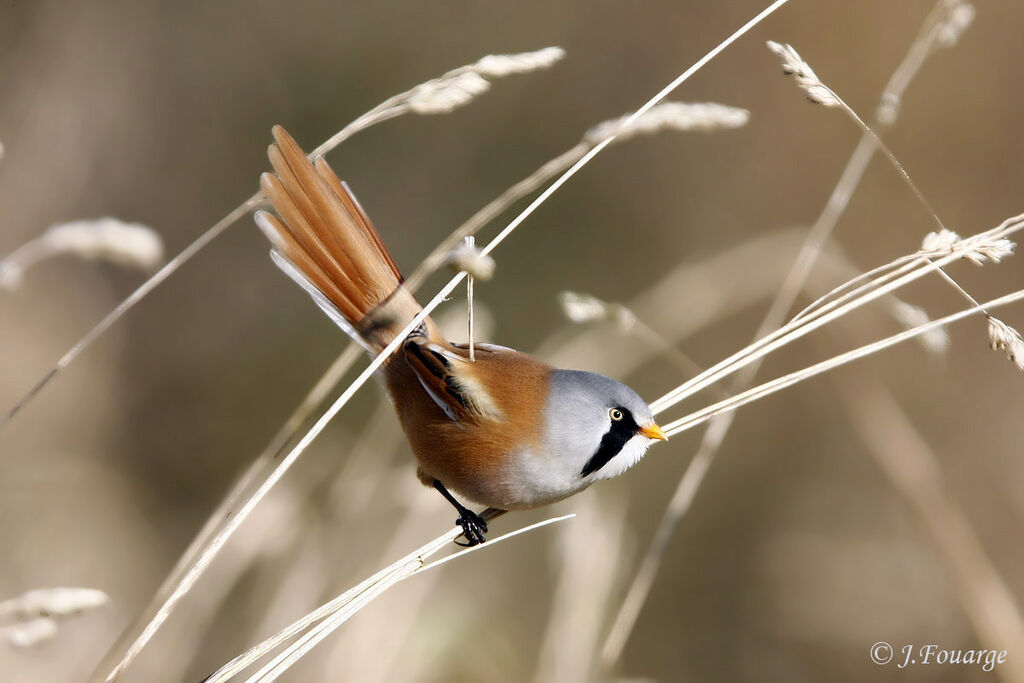 Bearded Reedling male