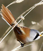 Bearded Reedling