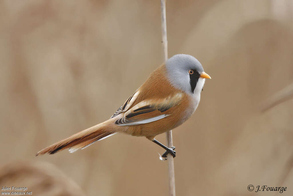 Bearded Reedling male adult, identification, pigmentation