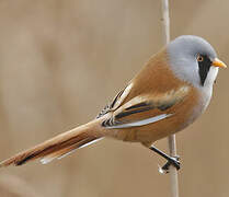 Bearded Reedling