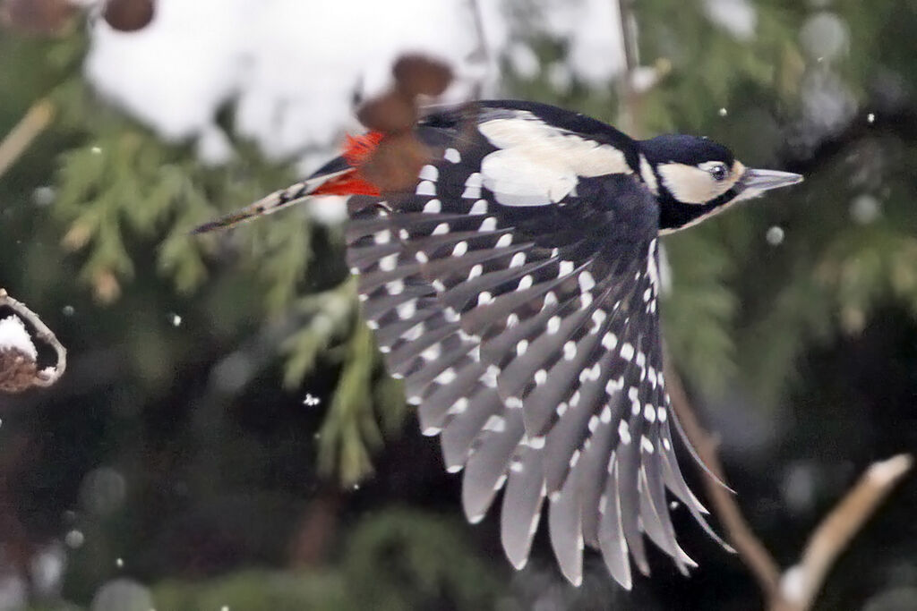 Great Spotted Woodpecker female adult, Flight