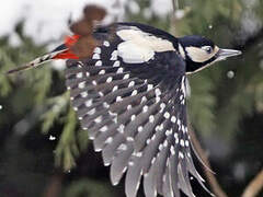 Great Spotted Woodpecker