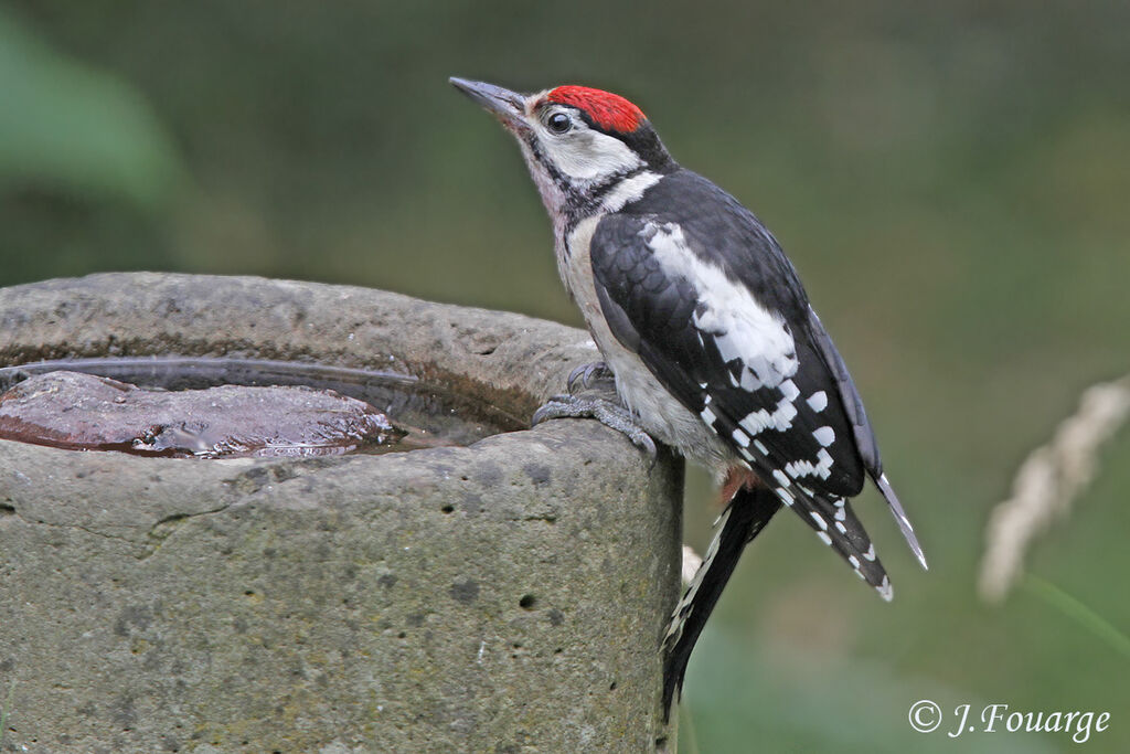 Great Spotted Woodpeckerjuvenile, identification, Behaviour