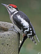 Great Spotted Woodpecker