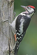 Great Spotted Woodpecker