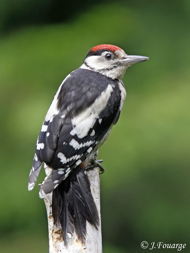 Great Spotted Woodpeckerjuvenile, identification