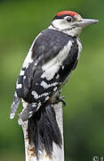 Great Spotted Woodpecker