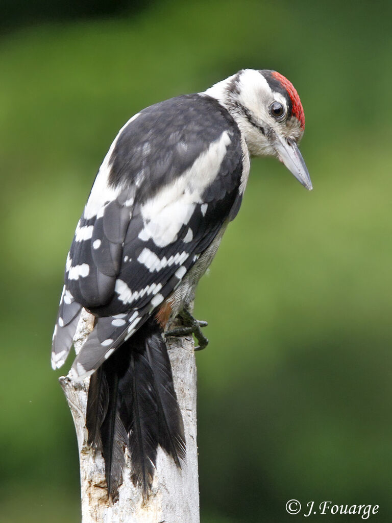 Great Spotted Woodpeckerjuvenile, identification