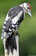 Great Spotted Woodpecker