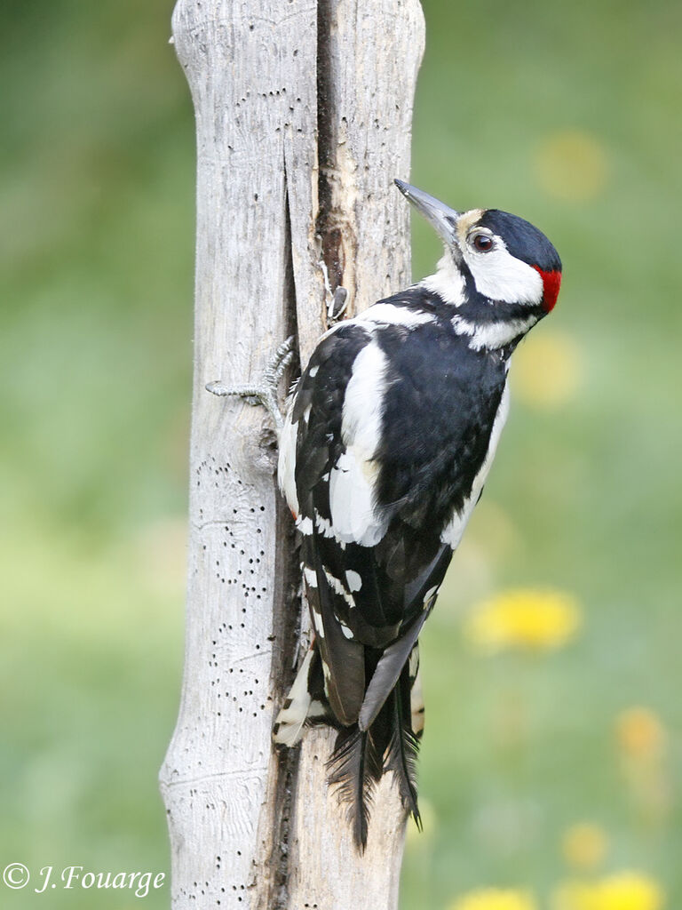 Pic épeiche mâle adulte, identification, régime, Comportement