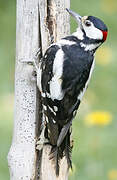 Great Spotted Woodpecker