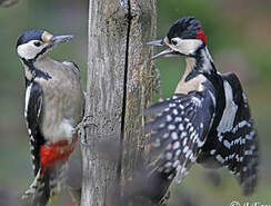 Great Spotted Woodpecker Dendrocopos Major