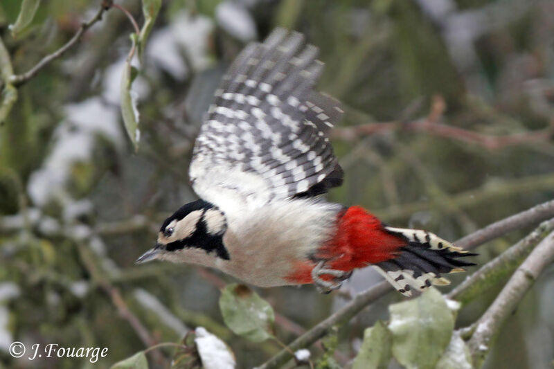 Great Spotted Woodpeckeradult, Flight