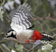 Great Spotted Woodpecker