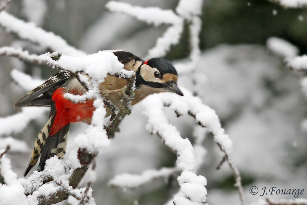 Great Spotted Woodpecker male