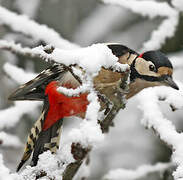 Great Spotted Woodpecker