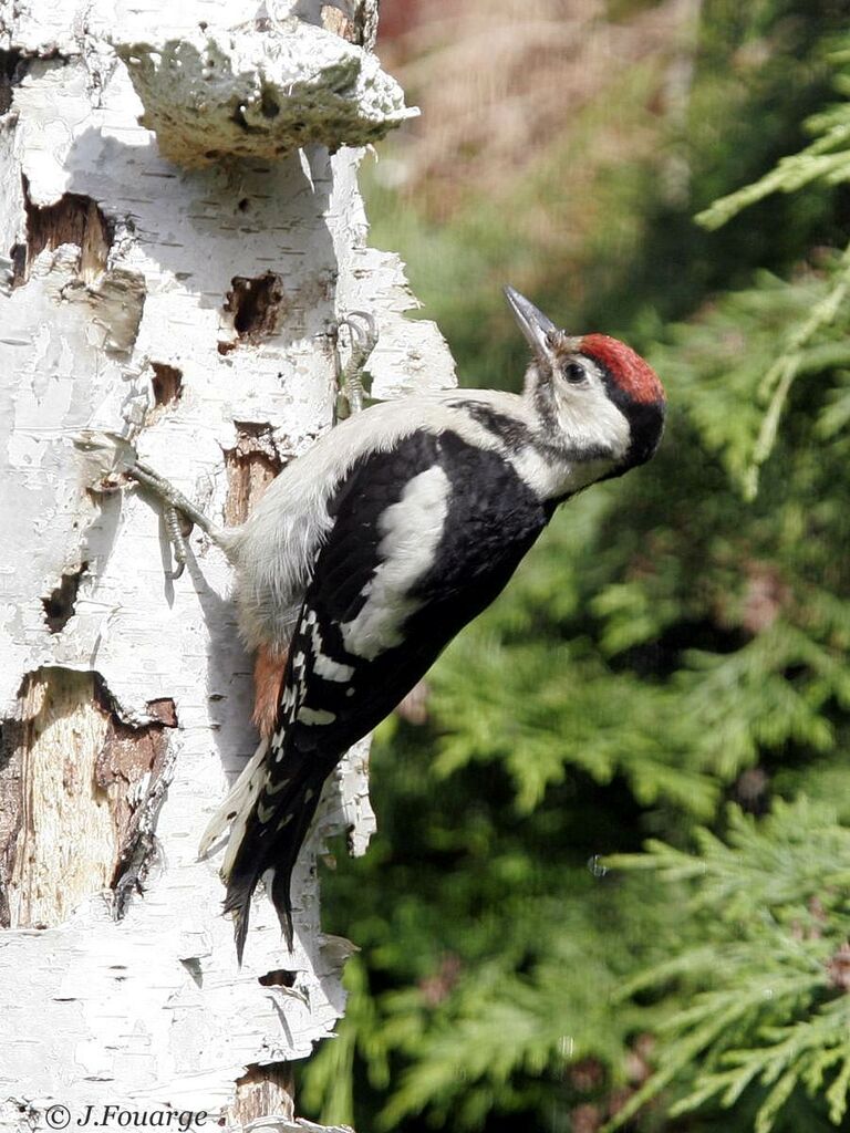 Great Spotted Woodpeckerjuvenile