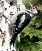 Great Spotted Woodpecker