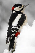 Great Spotted Woodpecker