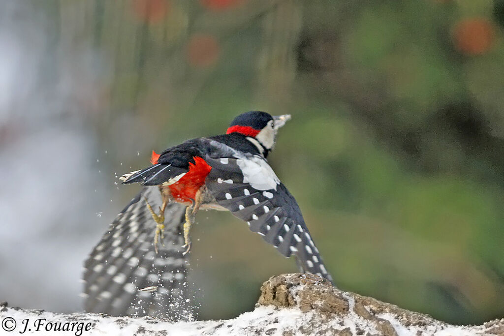 Pic épeiche mâle, Vol