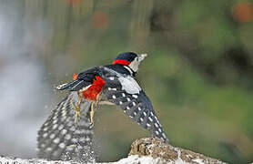 Great Spotted Woodpecker