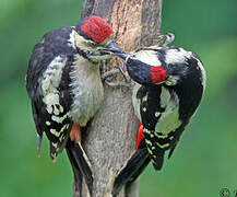 Great Spotted Woodpecker