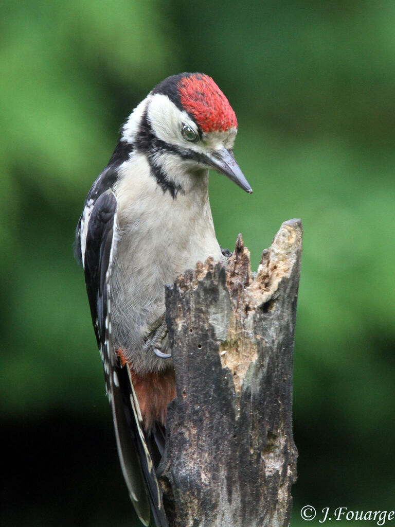 Great Spotted Woodpeckerjuvenile, identification