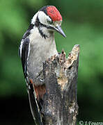 Great Spotted Woodpecker