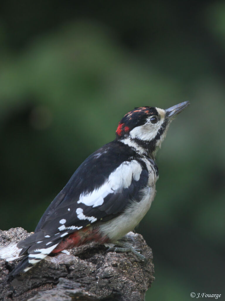 Great Spotted Woodpecker male juvenile, identification