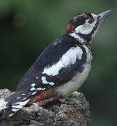 Great Spotted Woodpecker