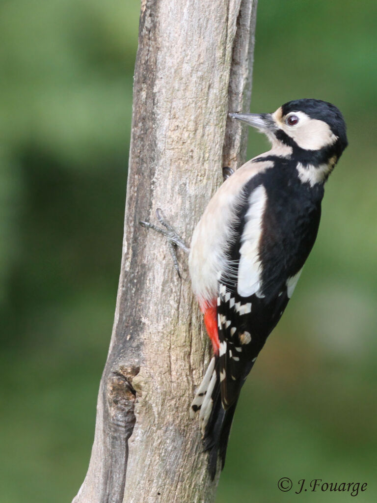 Great Spotted Woodpecker female, identification