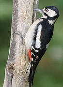 Great Spotted Woodpecker