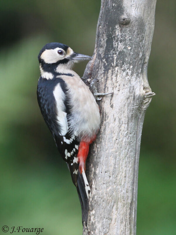 Great Spotted Woodpecker female, identification