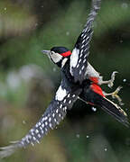 Great Spotted Woodpecker