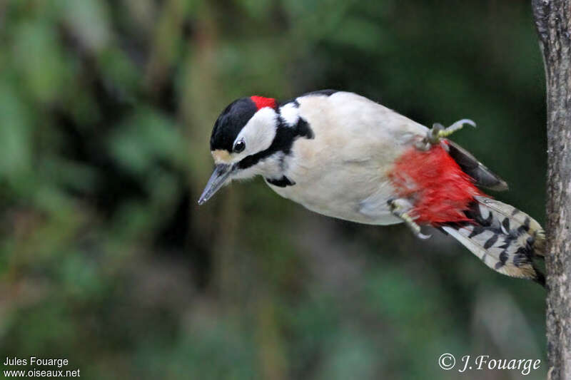 Great Spotted Woodpecker male adult, pigmentation, Behaviour