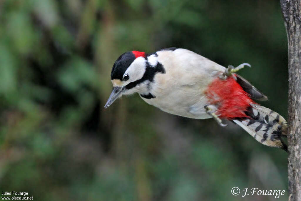 Great Spotted Woodpecker male adult, pigmentation, Behaviour