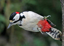 Great Spotted Woodpecker