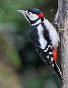 Great Spotted Woodpecker