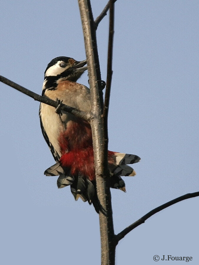 Great Spotted Woodpeckeradult